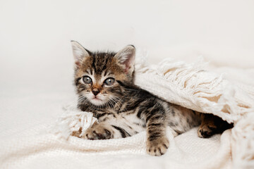 Fototapeta na wymiar Cute tabby kitten sleep on white soft blanket. Cats rest on bed. pets at cozy home. Tabby kitten laying on blanket. 