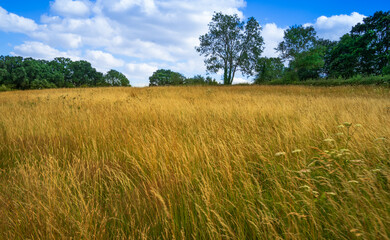 Fototapeta premium field of wheat