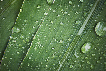 Green foliage of plants covered with drops of water dew in morning light outdoors. Close-up macro. Beautiful artistic image of purity and freshness of nature, copy space.