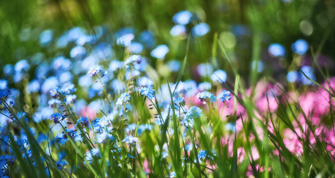Blue and rurple flowers as a background. Background for postcards. Spring background. Spring. Natural Easter floral image with copy space. Panorama.
