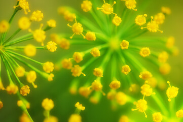 Obraz premium Yellow spring flowers on sunny green meadow background