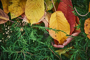 Autumn colourful leaves that have fallen into a coniferous bush with evergreen branches. Beautiful contrasting colours of the season