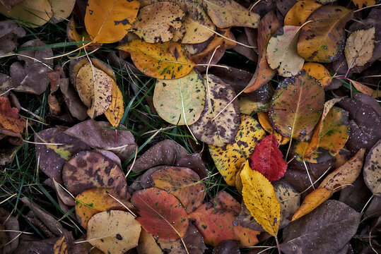 Fallen leaves background. Outdoor. Colourful background image of fallen autumn leaves. Copy space.