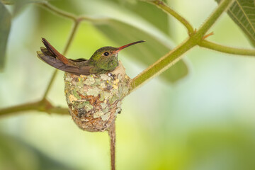 Braunschwanzamazilie (Rufous-tailed hummingbird) beim Brüten Mindo, Ecuador