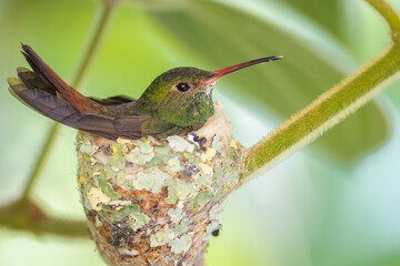Braunschwanzamazilie (Rufous-tailed hummingbird) beim Brüten Mindo, Ecuador