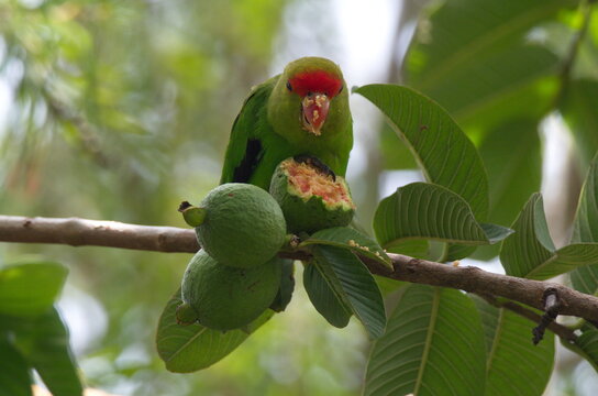 Closeup portrait of black-winged lovebird (Agapornis taranta) face covered in guava fruit, Lake Awassa Ethiopia