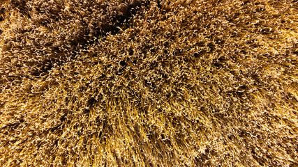 Drone view of wheet field at sunset