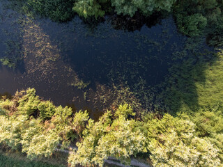 dron view swamp in forest