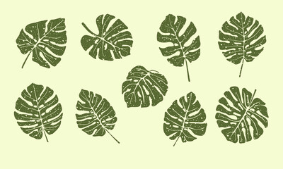 Aged tropical plant monstera leaves set. Hand drawn vector isolated on light background.