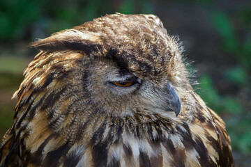 Detail of the side part of the head of the big owl with the eye closed.