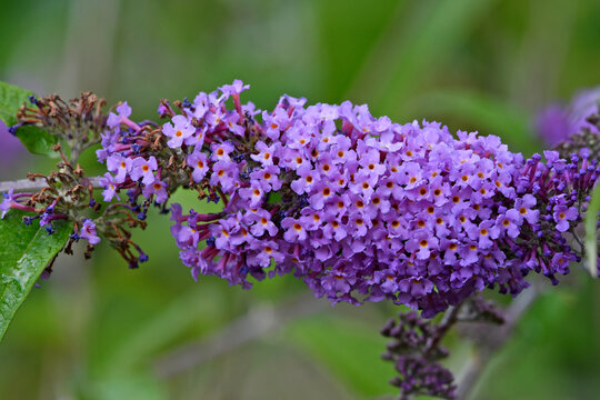 Summer lilac, butterfly-bush // Schmetterlingsflieder  (Buddleja davidii)