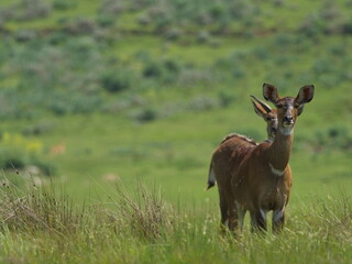 Closeup portrait of female Mountain Nyala (Tragelaphus buxtonni) hidden in meadow looking directly at camera Bale Mountains National Park, Ethiopia