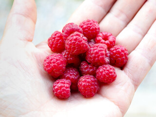 Wild raspberries in hand