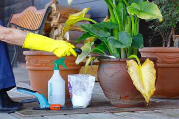 Fertilizing a damage potted plant. Gloved hand holds a shovel. Gardening concept