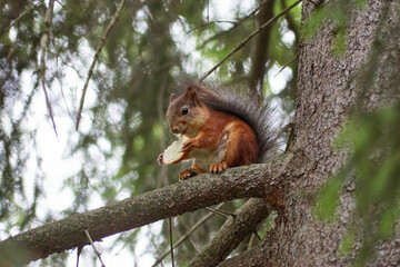 squirrel on a tree