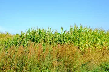 Foto auf Acrylglas Corn field, Overijssel, Province, The Netherlands © Holland-PhotostockNL