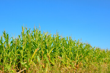 Corn field, Overijssel, Province, The Netherlands