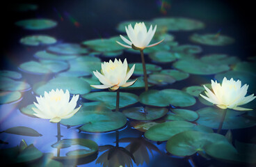 Fototapeta na wymiar Water lily lotus flower in pond green leaves. 