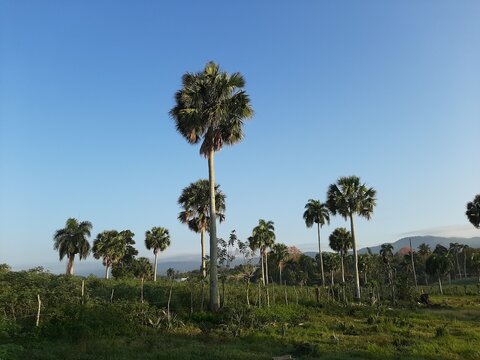 palm trees and sky