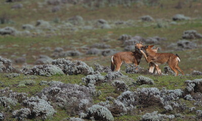 Closeup portrait of three wild and endangered Ethiopian Wolf (Canis simensis) play fighting and kissing, Bale Mountains National Park, Ethiopia