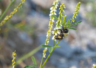 Macro of bumble bee collecting nectar from white Hooded Ladies' Tresses (Spiranthes Romanzoffianna) in sunlight 