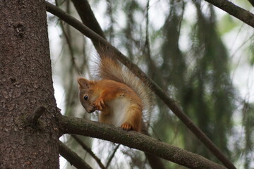 red squirrel on a tree
