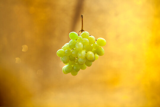 UVAS_DORADAS_VERDES