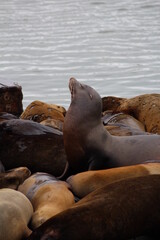 Naklejka premium Sea Lions
