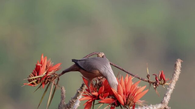 Chestnut tailed Starling feeding from flower.(HD Video)