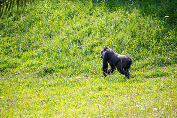 Gorilas, Cabárceno, parque de la naturaleza