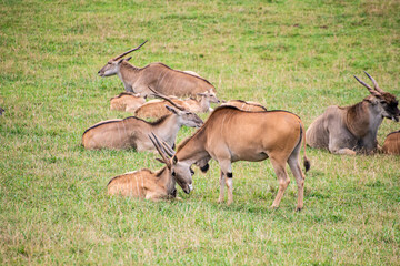 Impalas en cabárceno parque de la naturaleza