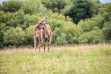 Impalas en cabárceno parque de la naturaleza