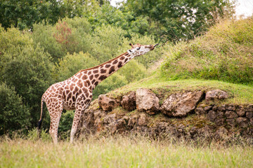 jirafa, Cabárceno, Santander, parque natural