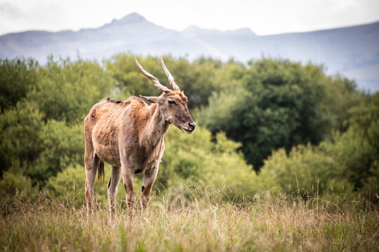 Impalas en cab&aacute;rceno parque de la naturaleza