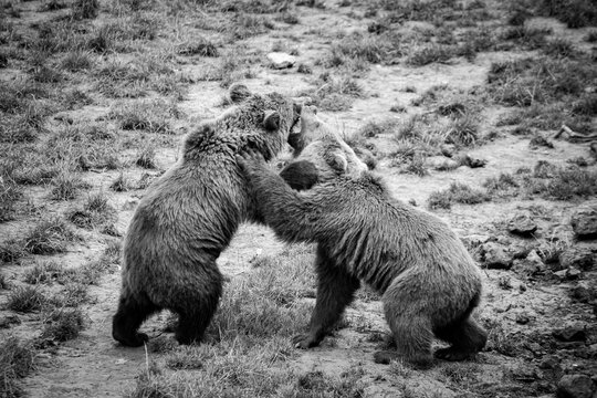 osos peleando cabc&aacute;rceno