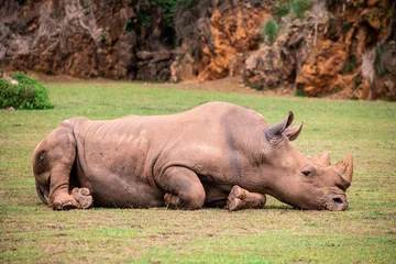 Foto op Plexiglas rinoceronte africano, tanque, macho, agresivo, cuerno © Ruten