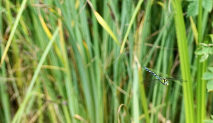 Eine wunderschöne  Mosaikjungfer Libelle in den Farben Blau und Grün