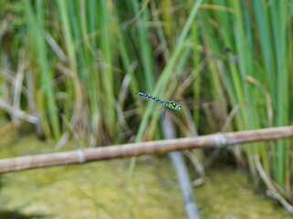 Eine wunderschöne grün blaue Mosaikjungfer Libelle an einem Teich in der Natur