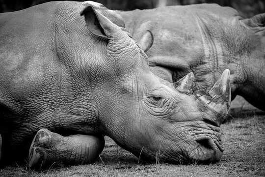 rinoceronte africano, tanque, macho, agresivo, cuerno