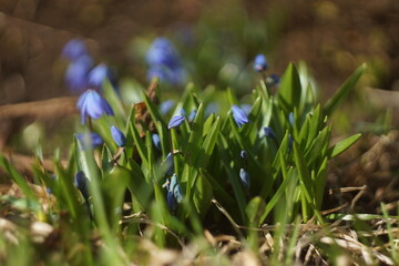 spring flowers in the grass