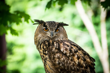 Rapaces, diurnas y nocturnas, garras, búho, águila