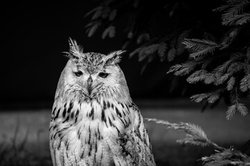 Rapaces, diurnas y nocturnas, garras, búho, águila