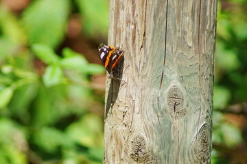 Der Schmetterling Admiral (Vanessa atalanta) auf einem Baumstamm in der Natur