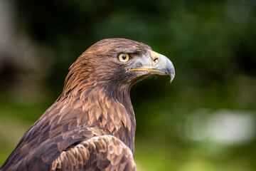 Rapaces, diurnas y nocturnas, garras, búho, águila