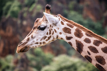jirafa, Cabárceno, Santander, parque natural