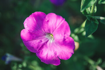 Purple clematis flower, also known as traveller's joy, leather flower or vase vine, in a sunny...