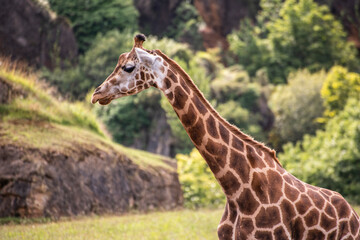 jirafa, Cabárceno, Santander, parque natural