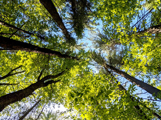 leaves against blue sky