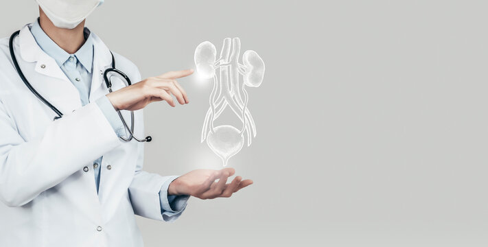 Unrecognizable doctor holding highlighted handrawn Bladder and Kidneys in hands. Medical illustration, template, science mockup.