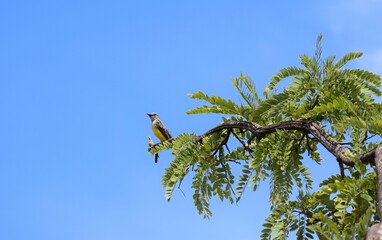 suiriri no Cerrado
